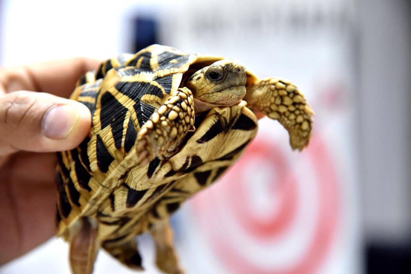 Turtle